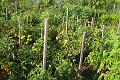 My tomatoes 105